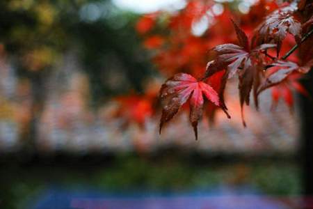 求一首形容秋雨绵绵的诗