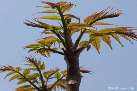 怎样种植香椿树