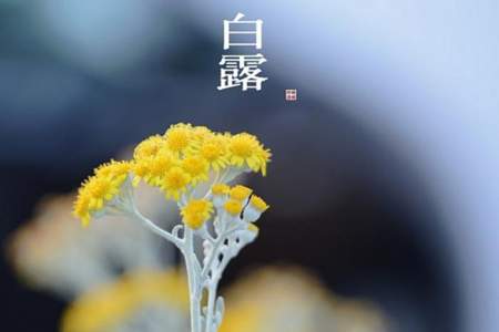 白露是哪个季节