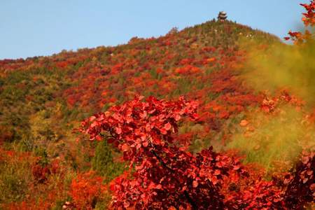 香山的红叶九月份有看吗