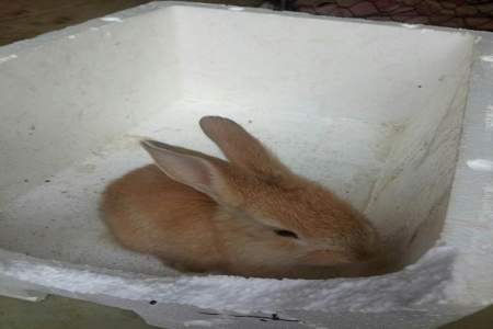 十几天的小兔子能吃菜吗