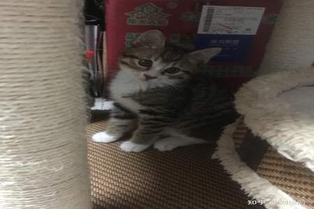 狸花猫可以上飞机吗