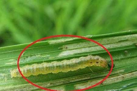 稻纵卷叶螟生物防治的方法是怎样