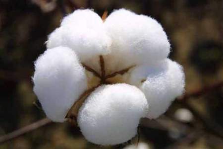 棉花的种类有哪些