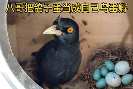 如何在家里孵鸟蛋