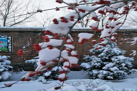 瑞雪兆丰年的意思