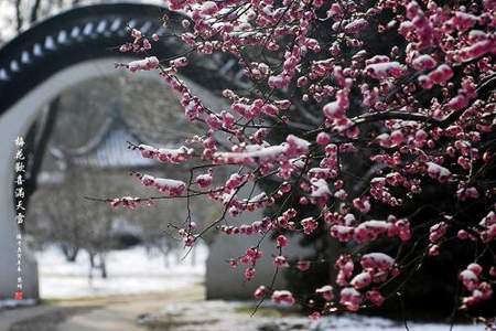 遥知不是雪为有暗香来这句诗句是出自哪首诗