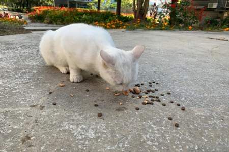 流浪猫可以吃淀粉肠吗