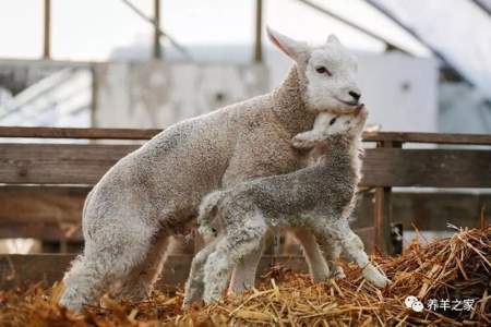 羊羔是哪个月份出生