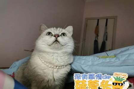 做我的猫近义词