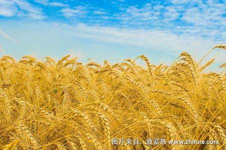 黄淮小麦最迟种植时间