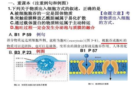 易化扩散和主动转运各有何特点