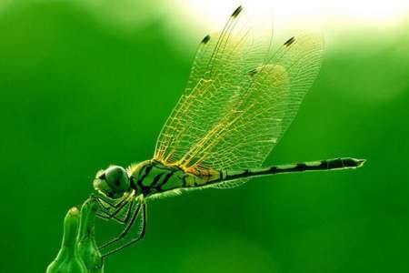 关于蜻蜓的成语