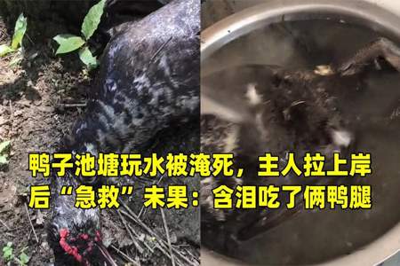 鸭子能淹死吗