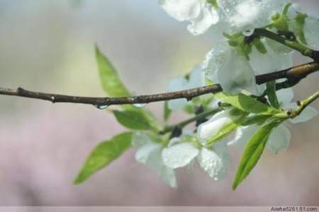 冷雨敲窗惊旧梦全文