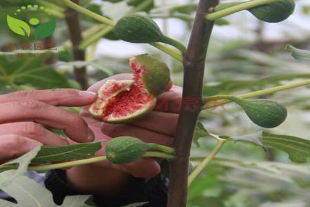 夏天栽无花果树能成活吗