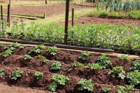 农村菜园子应该怎样搭种、合理利用有限土地