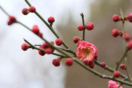 立春在春节前好还是春节后好