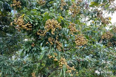 石硖龙眼10月下旬抽梢能挂果吗