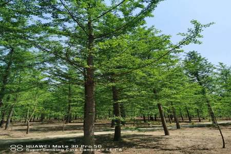 银杏树种植方法