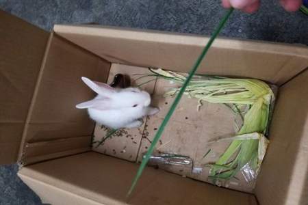 花生米喂兔子一次多少
