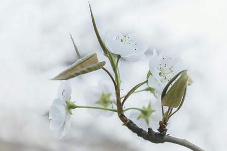 千树万树梨花开几年级