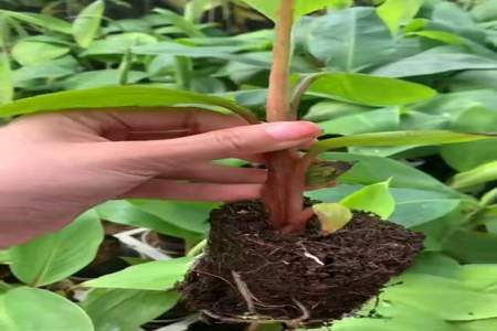 香蕉树苗是怎样培育出的