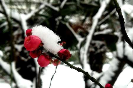 梅须逊雪的逊能组啥词