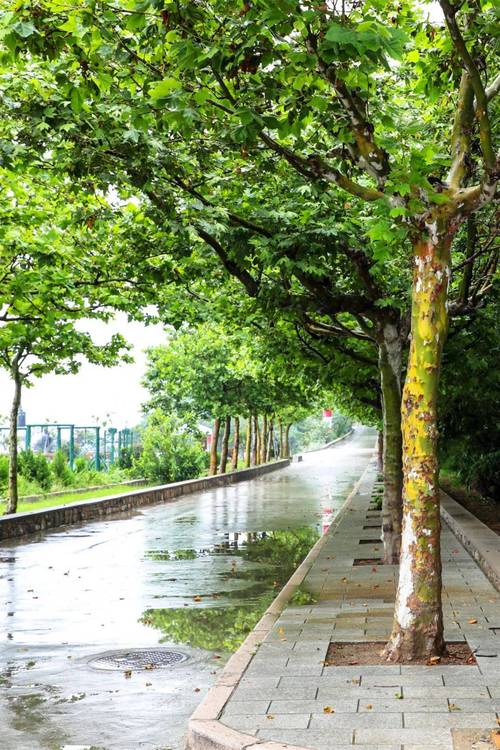 夏雨落诗意