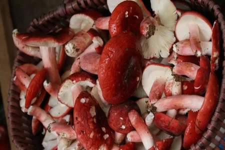 红菇有人工种植的吗