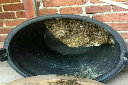 刚来的蜜蜂可不可以带桶换地方
