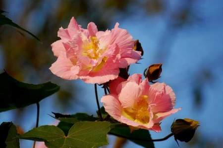 有关芙蓉花的诗句