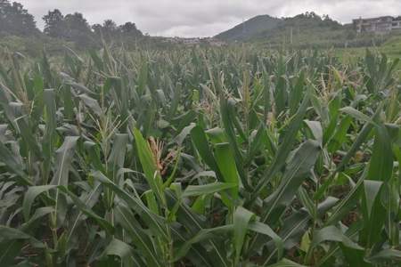 尿素洒在玉米地几天不下雨能失效吗