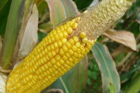 亩产1000斤玉米需要多少氮磷钾~