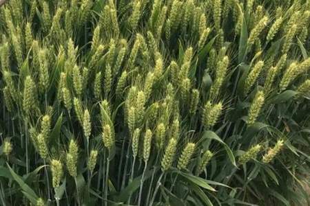 今年关中地区小麦种有哪些