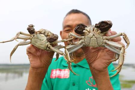 大闸蟹那家的好