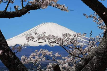 富士山下的樱花落满了富士山意思