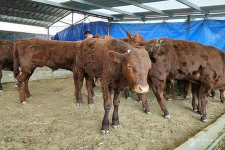 农村牛的养殖技术