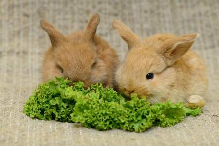 兔子一天吃多少东西