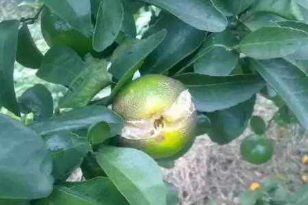 柚子在树上咋会裂开