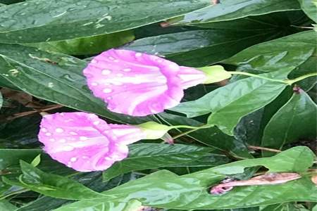 7月份会一直下雨吗