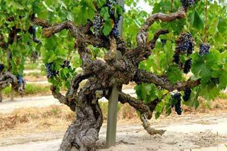 葡萄最早起源于哪里