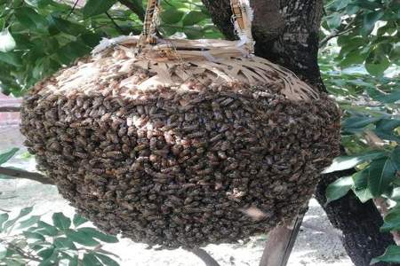 九月份收的蜂能过冬吗