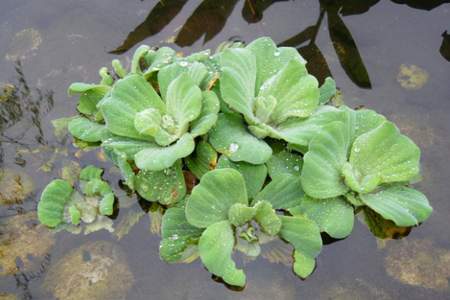 水白菜生长过程