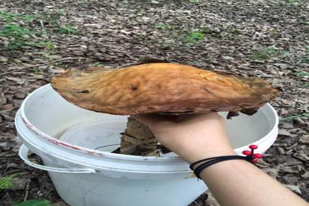 下雨天能采蘑菇吗