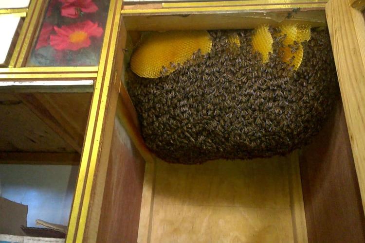7月来的一群蜂养多久能割蜜