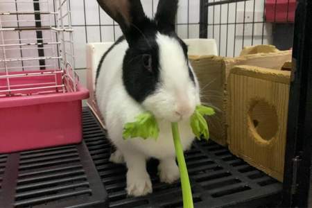 兔子一次可以吃多少芹菜梗
