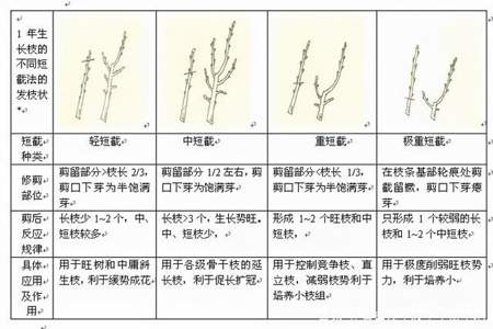 大樱桃主枝延长头过长能不能短截