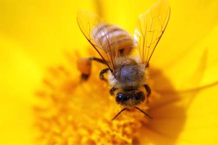 形容蜜蜂勤劳四个字的词语