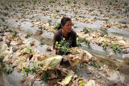 7度到零下5度，大白菜在地里能冻坏吗